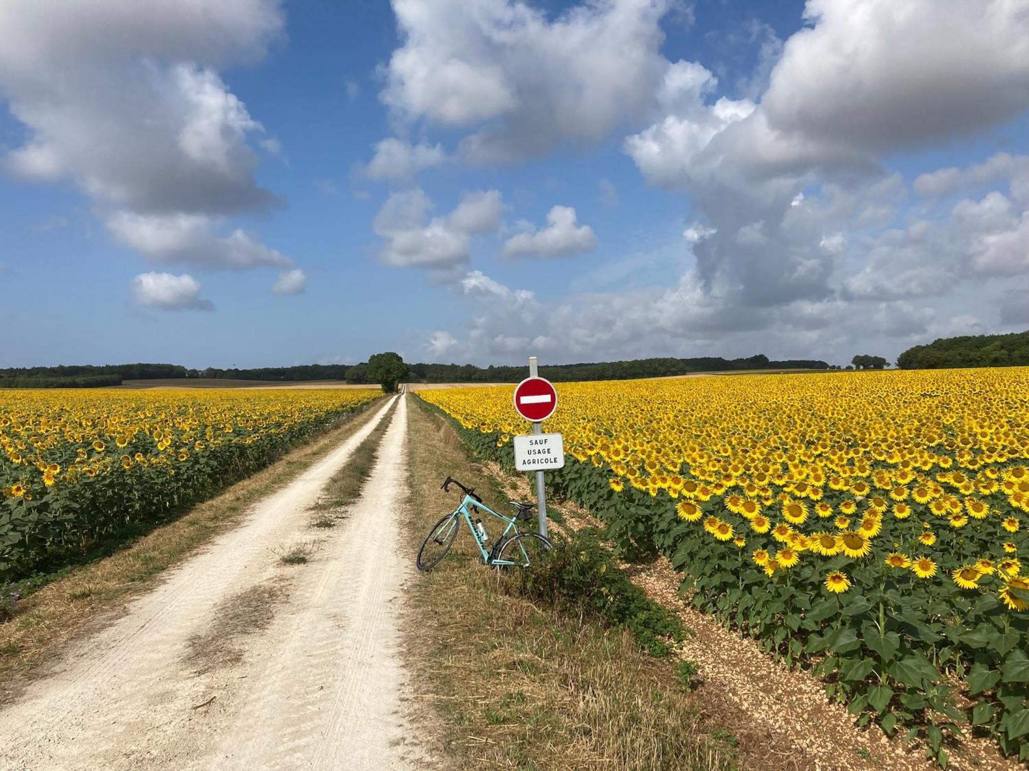 La Ruche Bed and Breakfast Paizay-Naudouin-Embourie Exteriör bild